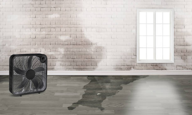 Best Basement water damage restoration  in Gillett, WI